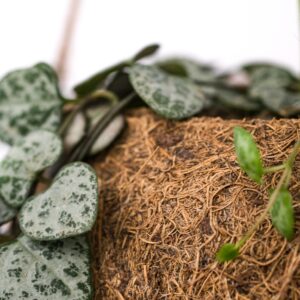 Eco-Friendly Coir Pith 200kg